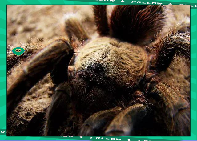 U8- 世界足球莱万多夫斯基 